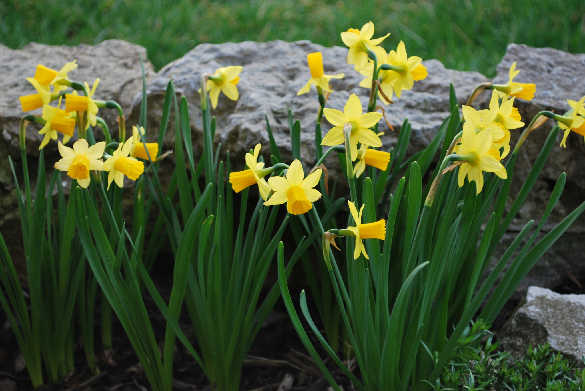 What’s in Bloom in Mid-Coast Maine: A Month by Month Calendar